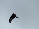 FZ015201 Red kite (Milvus milvus).jpg